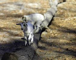 Two small goats playing on a log photo