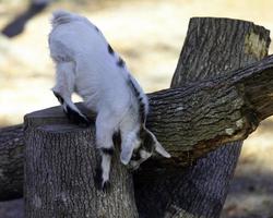 A small goat playing on a tree stump photo