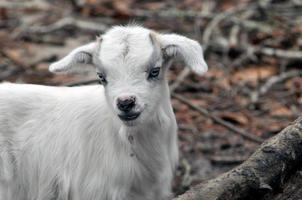 Baby goat close up photo