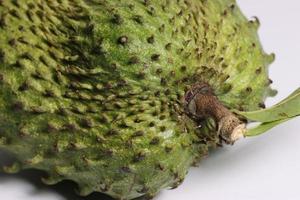 A tropical soursop fruit.  Soursop has Amazing health benefits photo