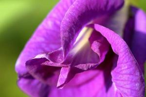 Blue flower isolated on nature background photo
