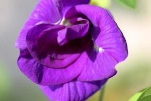 Blue flower isolated on nature background photo