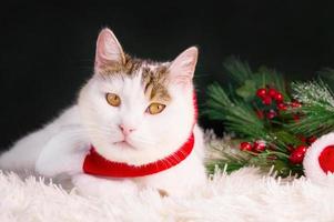 Chrsitmas greeting banner with cute white cat wearing red scarf sitting near pine branches.Banner with place for text photo