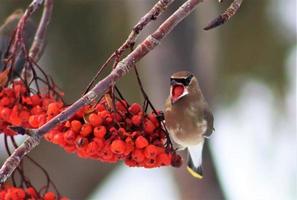 Waxwing de cedro comiendo bayas foto