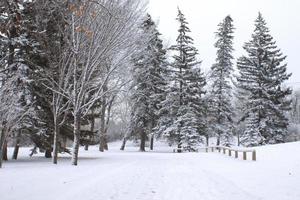 Snowy winter landscape photo