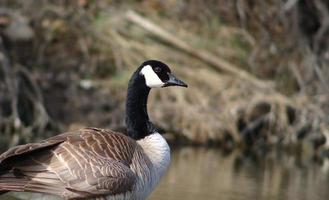 Goose standing in water photo