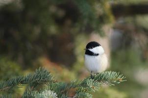 Chickadee sitting on tree photo