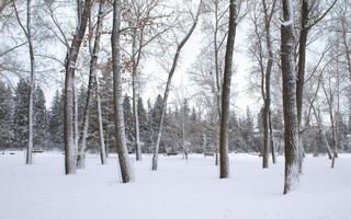 paisaje nevado de invierno foto