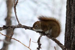 Squirrel sitting in tree photo