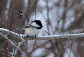 Chickadee sitting on branch photo