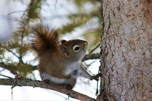 Squirrel sitting in tree photo