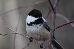 Chickadee sitting on branch photo