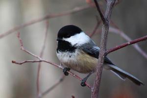 Chickadee sitting on branch photo