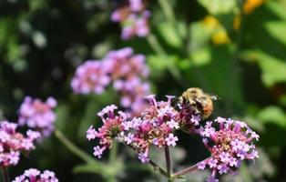 Bee sitting on flower photo