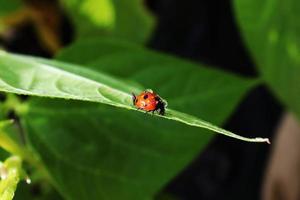 Ladybug sitting on leaf with water drops photo