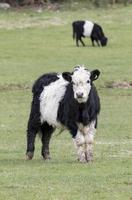 little livestock cow on farm field in new zealand photo