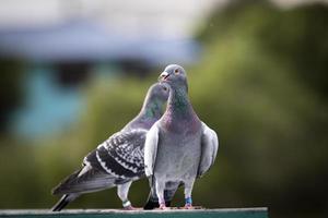 portrait of homing pigeon standing on home loft trap against green blur background photo