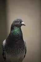 close up headshot of homing pigeon photo