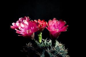 close up blooming flower of gymnocalycium baldianum cactus with studio lighting photo