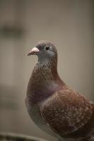 close up red check color  homing pigeon in home loft photo
