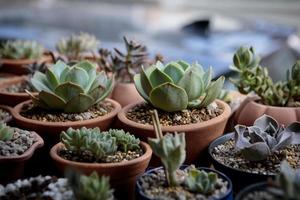 close up succulent plant in home garden photo