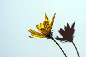 Yellow flower with a hard shadow on a white background, a place to copy, a place for text photo