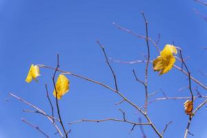 las últimas hojas de otoño en el viento en una rama contra el cielo azul foto