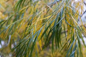 Autumn branches of a weeping willow on the background of a city playground and cars, in the autumn day photo