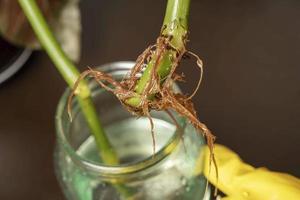 Hands in rubber gloves hold the stem of a flower with a sprouted root system, transplanting flowers photo