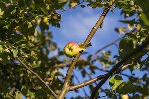 apples on a tree, ripe apples on a branch ready for harvesting, autumn fruit harvest photo