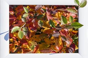 An empty white frame on a background of autumn red and yellow leaves with a place to copy, autumn photo