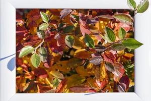 un marco blanco vacío sobre un fondo de hojas rojas y amarillas de otoño con un lugar para copiar, otoño foto