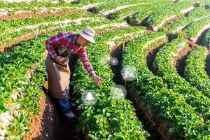 IoT, Internet of Things Modern agriculture smart farming system concept. Internet technology that connects devices and tools. digital computer manage control strawberry farm in agricultural industry. photo