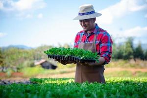 los agricultores de cerca cuidan la plantación orgánica hidropónica de vegetales. las plántulas germinadas se plantan en una bandeja negra en el invernadero. foto