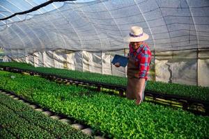 los agricultores de cerca cuidan la plantación orgánica hidropónica de vegetales. las plántulas germinadas se plantan en una bandeja negra en el invernadero. foto