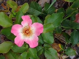 Wild dog rose flower in the garden photo