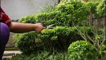 cutting and trimming ornamental trees with scissors, video