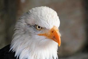 una vista de un águila calva americana en un poste foto