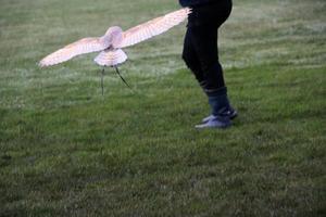 A view of a Barn Owl photo