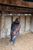 A view of a Golden Eagle on a post photo