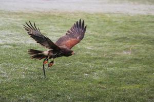 A view of a Harris Hawk in flight photo