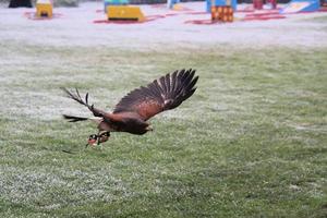 A view of a Harris Hawk in flight photo