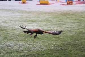 A view of a Harris Hawk in flight photo