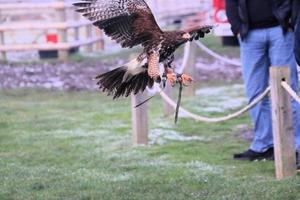 A view of a Harris Hawk in flight photo