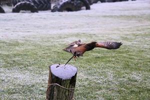 A view of a Harris Hawk in flight photo