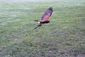 A view of a Harris Hawk in flight photo