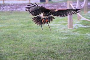 A view of a Harris Hawk in flight photo