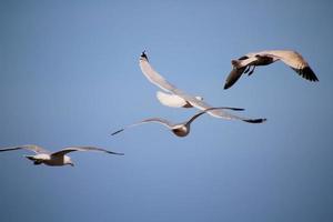 A view of a Seagull in flight photo