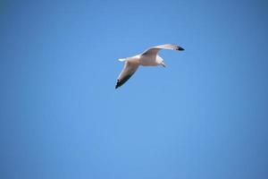 A view of a Seagull in flight photo