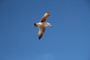 A view of a Seagull in flight photo